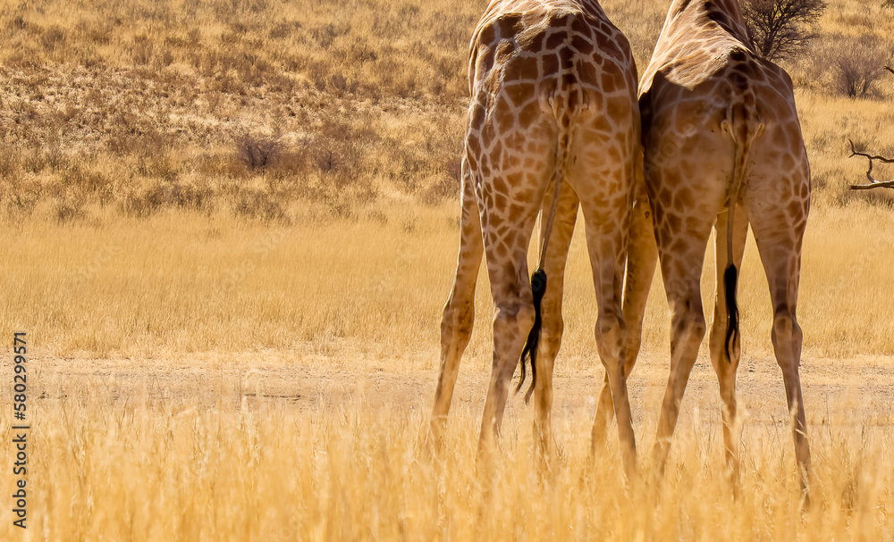Two giraffes in bushveld rear view with copy space