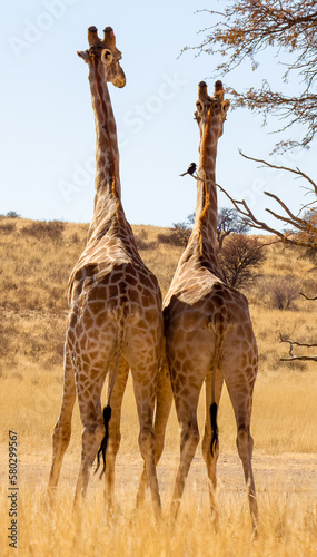 Obraz na płótnie Rear view of two giraffe with a small bird w salonie