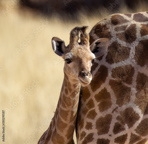 Obraz na płótnie Portrait of a cute baby giraffe with mother w salonie