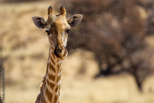 Portrait of a cute baby giraffe © ann gadd