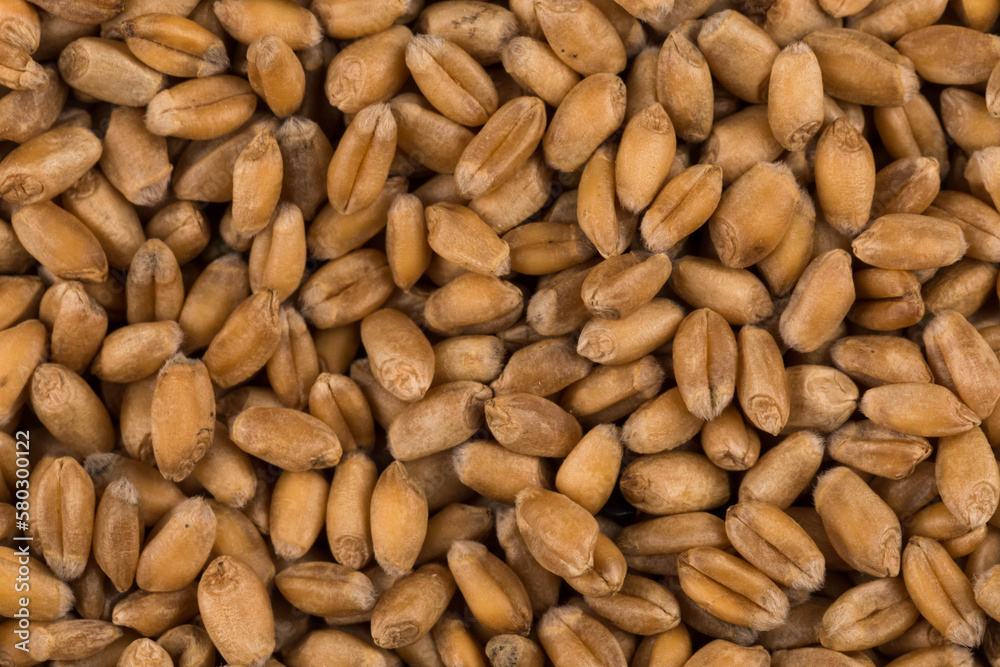 whole background of wheat grain whole background of wheat grain