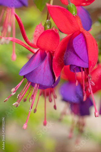 A macro image of the vivid blooms of fuchsia growing in a spring garden.