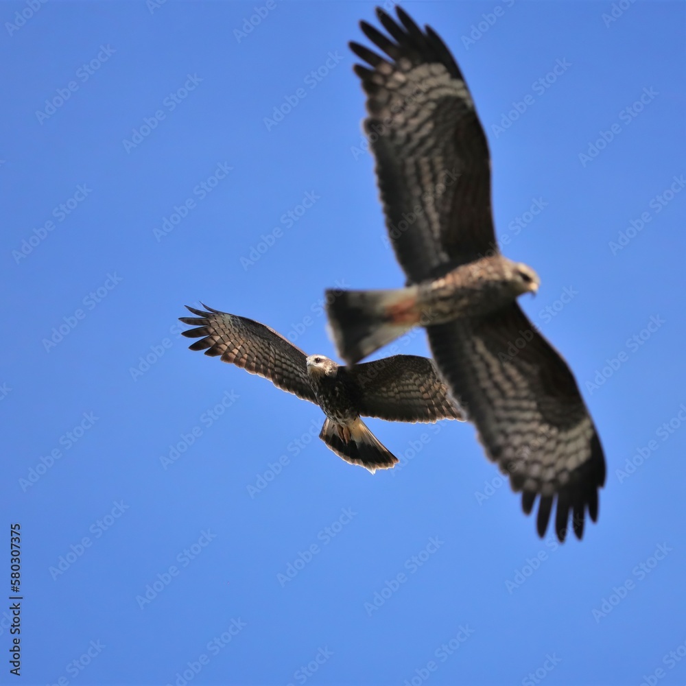 Fototapeta premium Endangered Snail Kite Paynes Prairie Preserve Gainesville FL