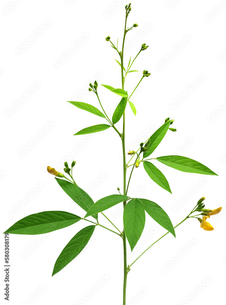 Obraz premium Medicinal Pigeon pea leaves and flower