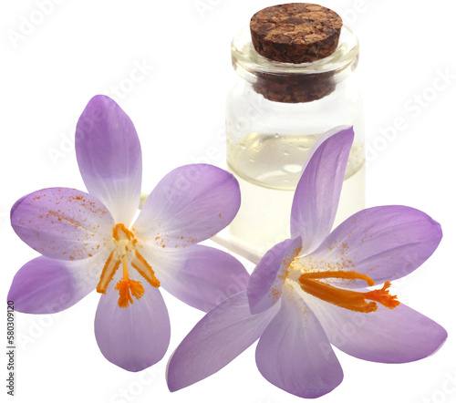 Saffron crocus flower with extract