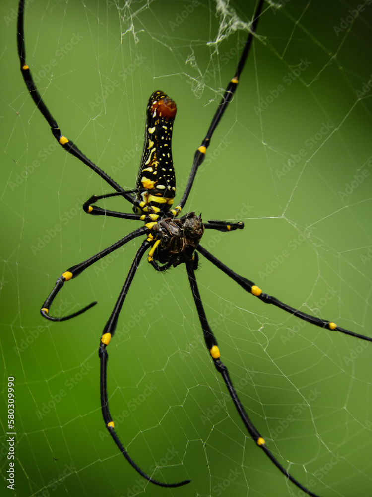 Nephilinae is a subfamily of spiders in the family Araneidae Nephilinae is a subfamily of spiders in the family Araneidae