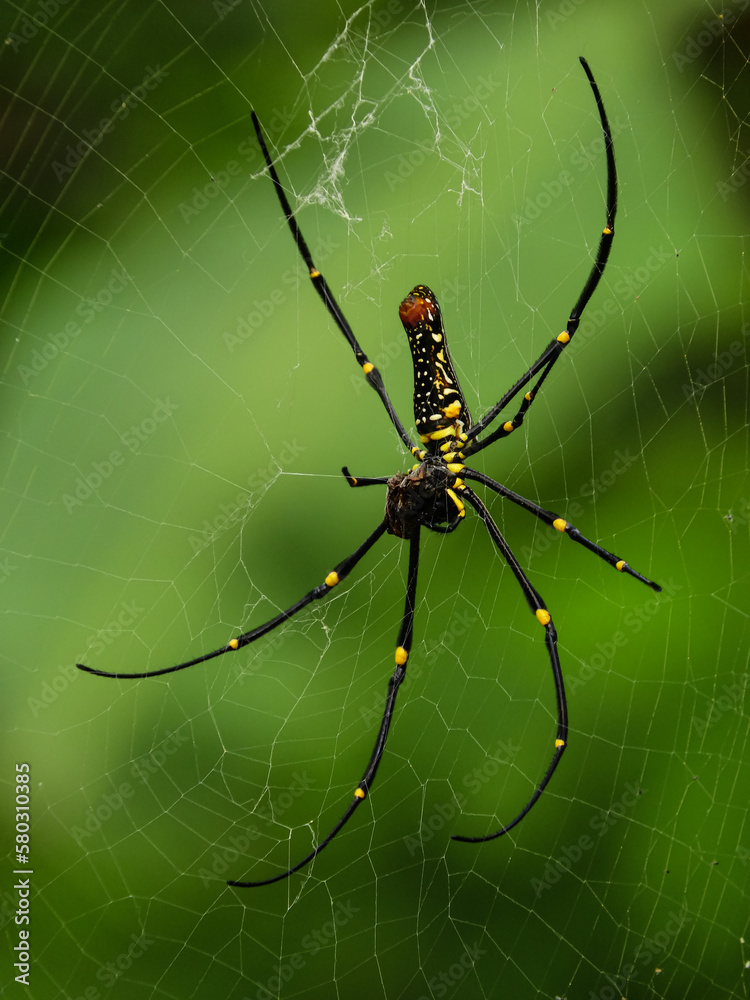 Nephilinae is a subfamily of spiders in the family Araneidae Nephilinae is a subfamily of spiders in the family Araneidae