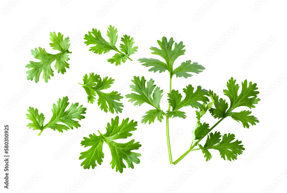 Green coriander leaves close-up, isolation on transparent png Green coriander leaves close-up, isolation on transparent png