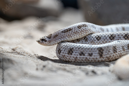 Texas hog-nosed snake, Heterodon nasicus photo