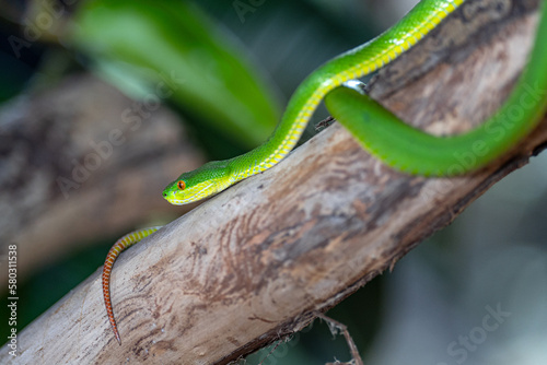 Green Pit Viper, Trimeresurus albolabris