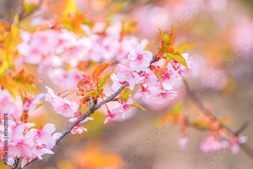 河津桜 © shonen