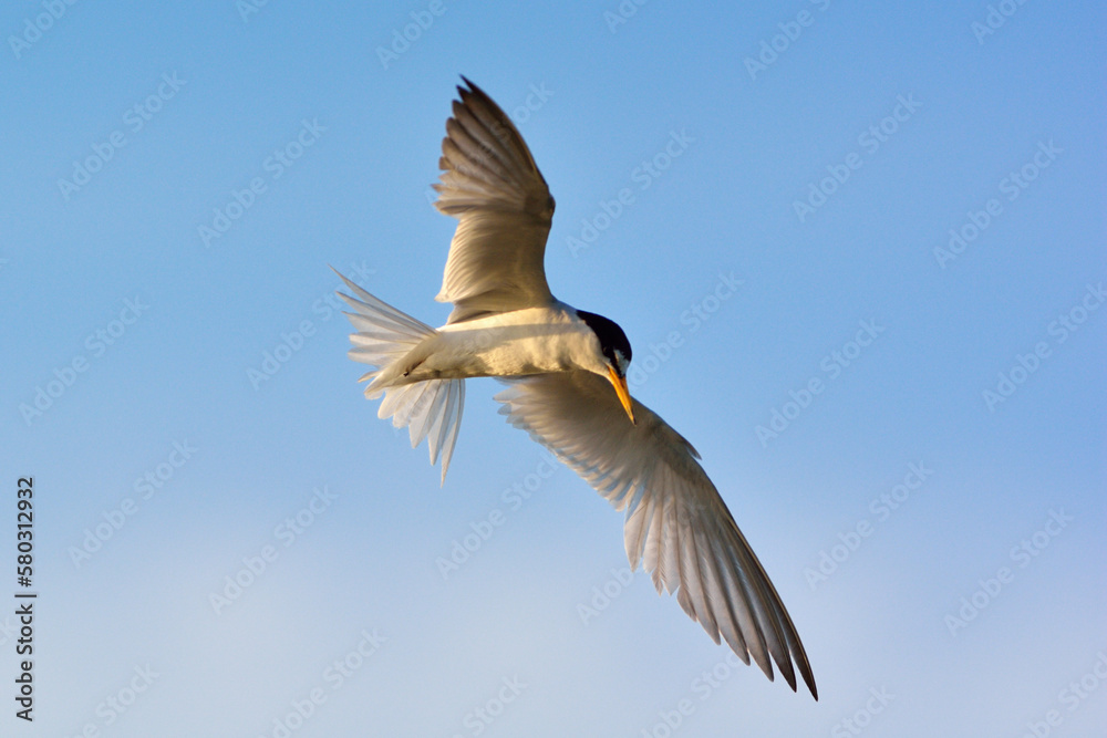 Obraz premium コアジサシ