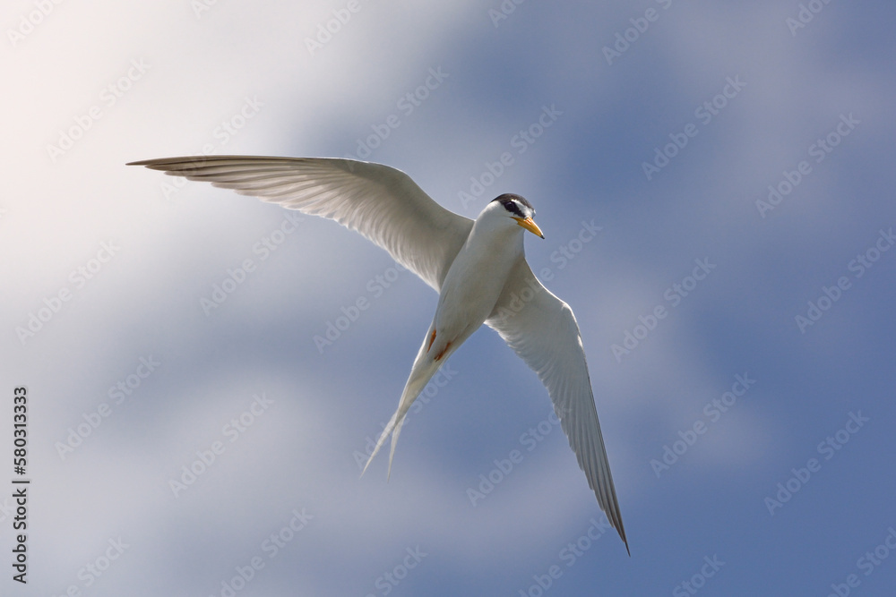 Naklejka premium コアジサシ