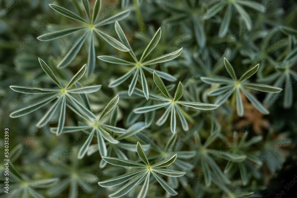 Selective Focus Of Lupine Leaves In Spring Selective Focus Of Lupine Leaves In Spring