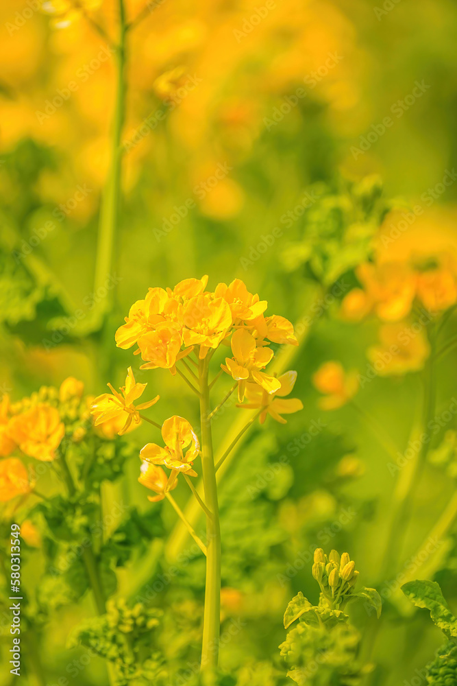 Obraz premium 菜の花