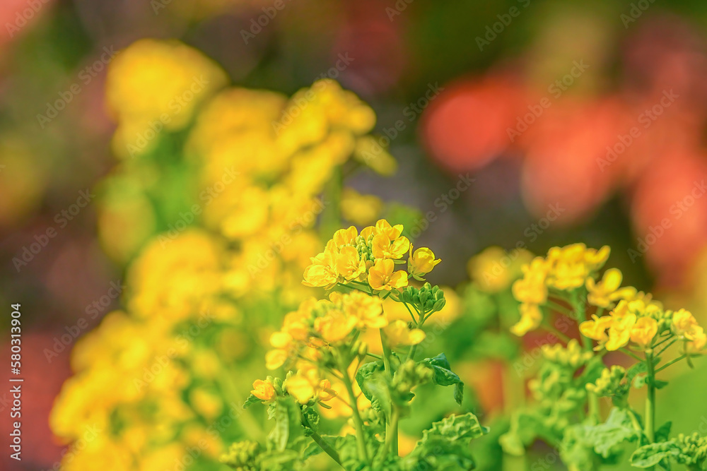 菜の花 菜の花