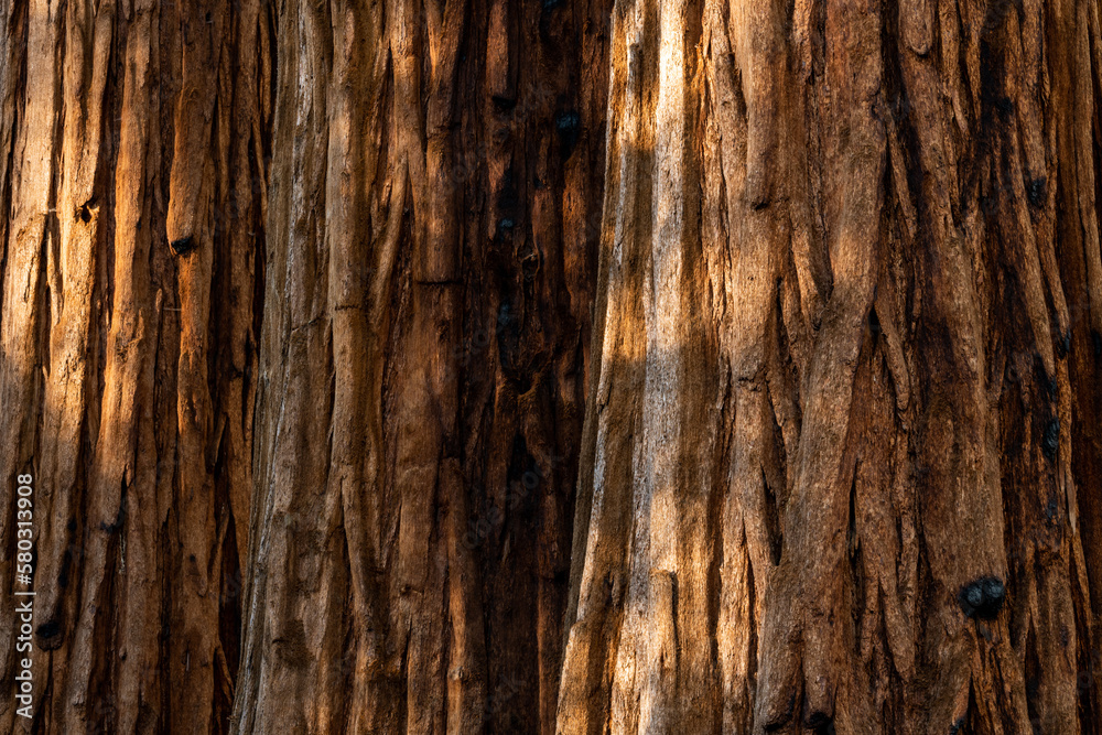 Sequoia Layers Horizontal Background Image Sequoia Layers Horizontal Background Image