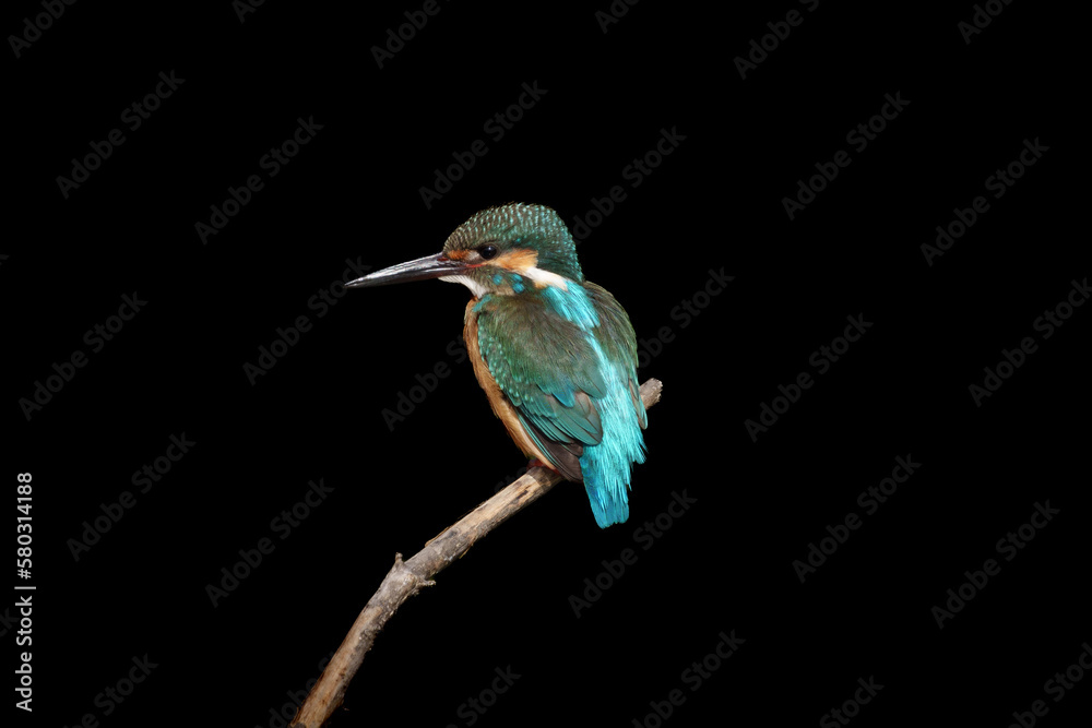 Fototapeta premium Male Common Kingfisher perching image with black background.