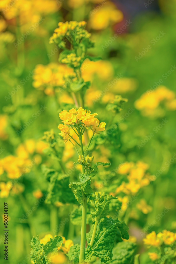 菜の花 菜の花