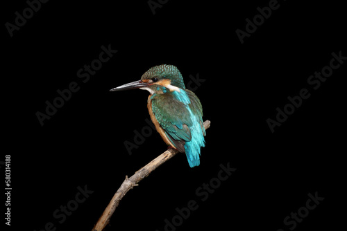 Male Common Kingfisher perching image with black background. © hit1912