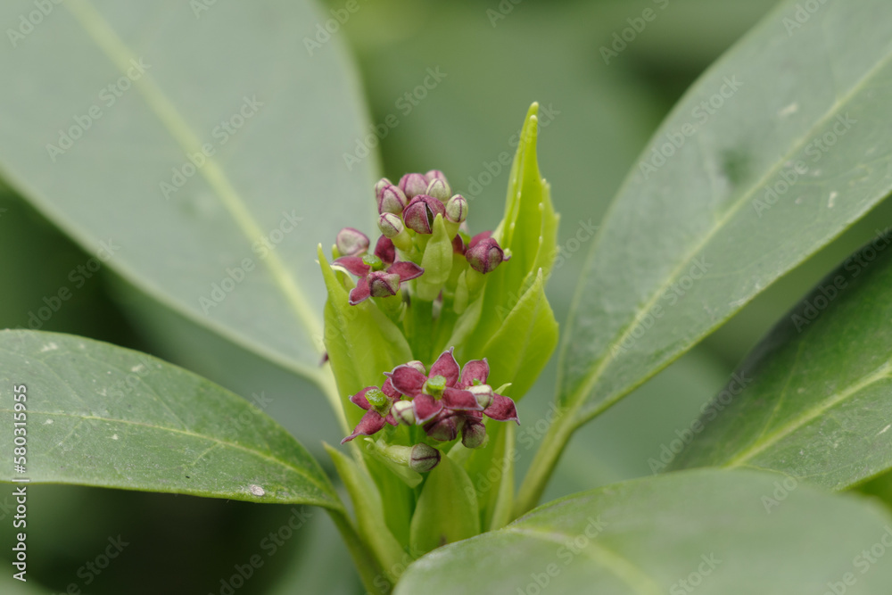 Obraz premium 東京都港区愛宕2丁目のアオキ