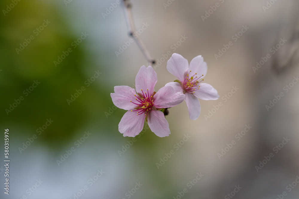 東京都港区愛宕2丁目の桜 東京都港区愛宕2丁目の桜