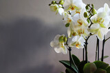 Bellissimi fiori di orchidea bianca, isolati su uno sfondo grigio. Copia spazio.