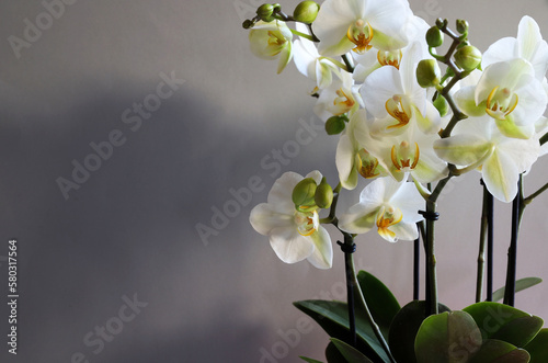 Bellissimi fiori di orchidea bianca, isolati su uno sfondo grigio. Copia spazio. photo