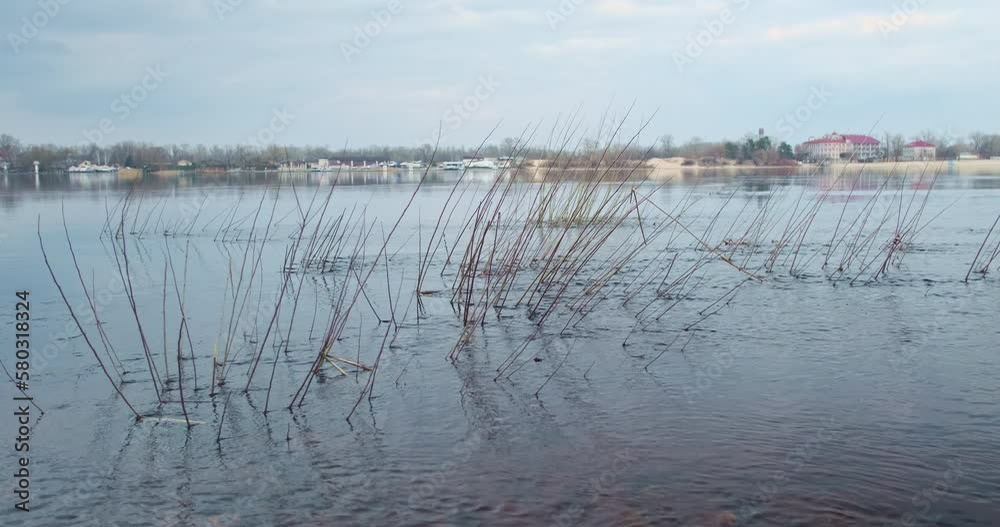 Branches of bushes stick out of water, rapid flow of river makes the branches tremble. Duck swims against the current. Daytime, cold, spring, wide angle. Branches of bushes stick out of water, rapid flow of river makes the branches tremble. Duck swims against the current. Daytime, cold, spring, wide angle.