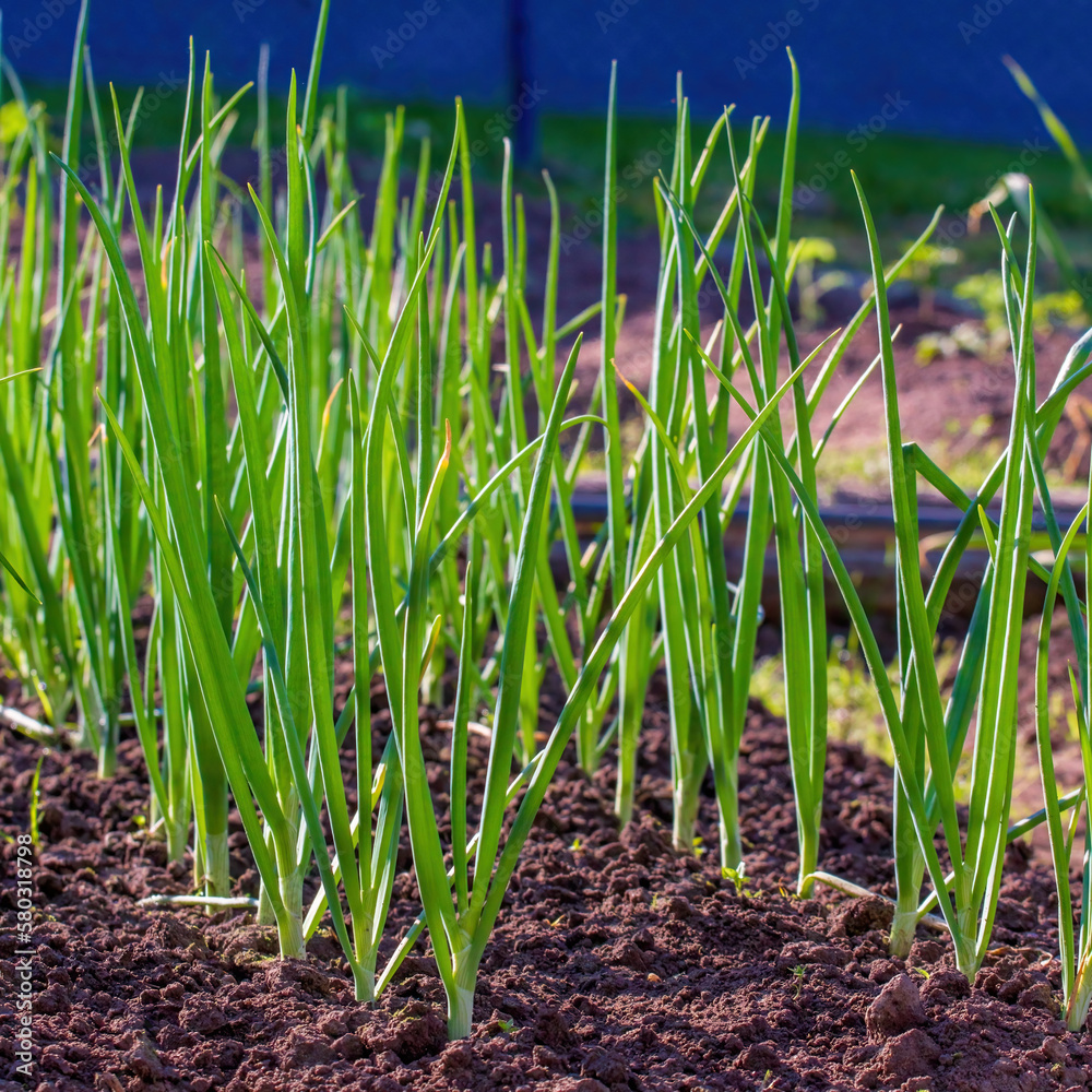 Green onions grow in a bed. Salad onions Green onions grow in a bed. Salad onions