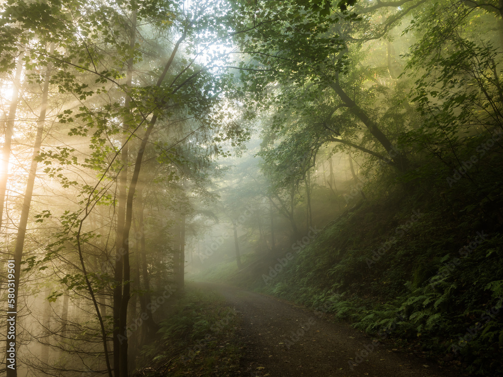 Fototapeta premium Light and colors in a foggy forest