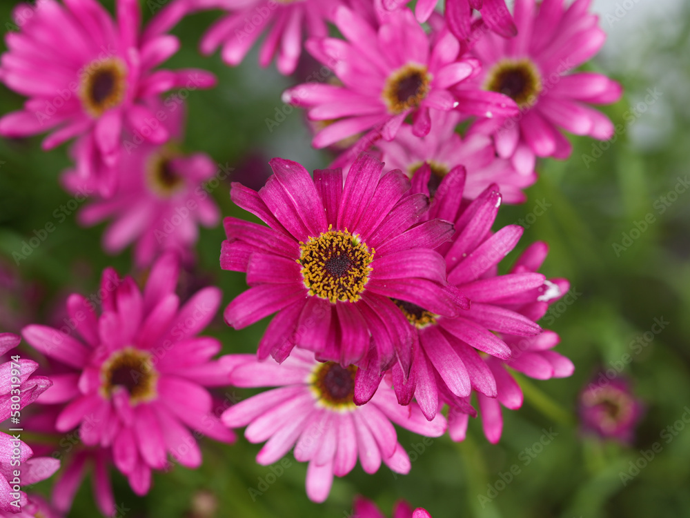 close up of pink chrysanthemum close up of pink chrysanthemum
