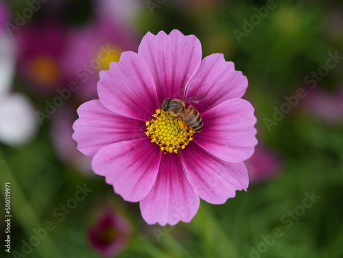 close up of pink flower