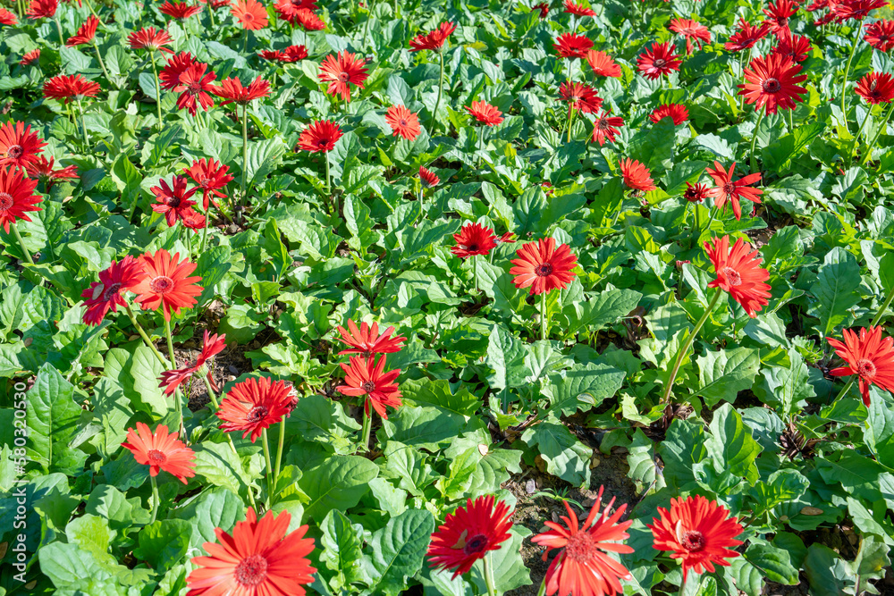The Red gerbera flower in garden. Decorative garden plant or as cut flowers