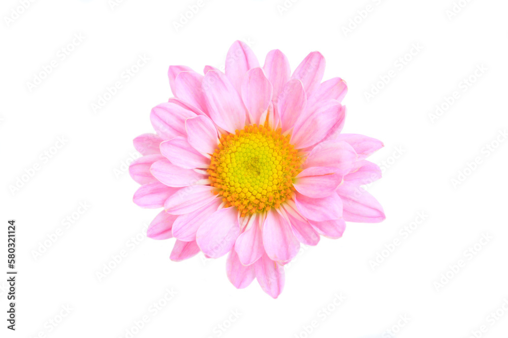 Pink Chrysanthemum Flower blooming on a white background, Top view, Close-up