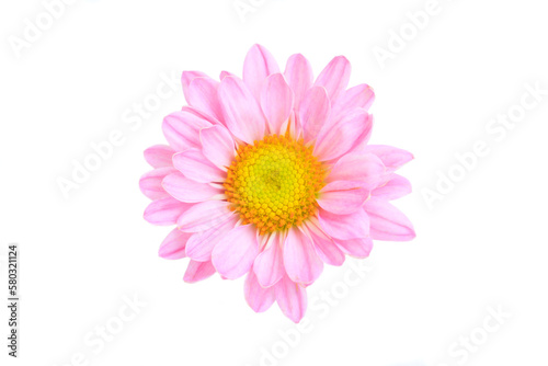 Pink Chrysanthemum Flower blooming on a white background, Top view, Close-up