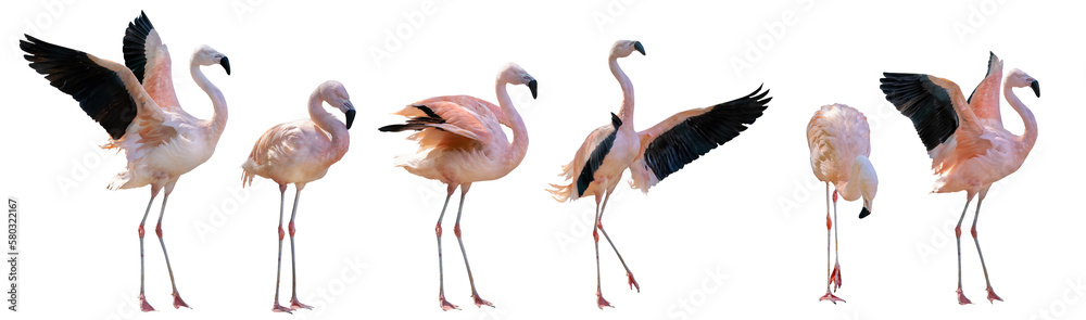 beautiful pink six flamingoes on white