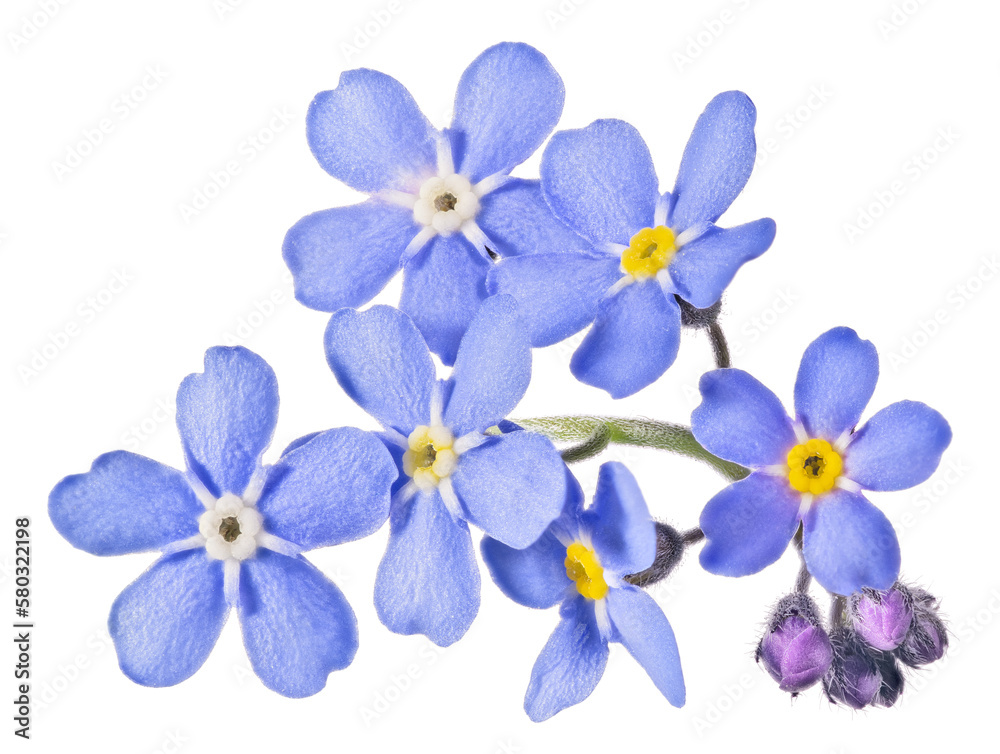six forget-me-not small blooms group with buds