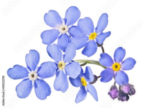 six forget-me-not small blooms group with buds © Alexander Potapov