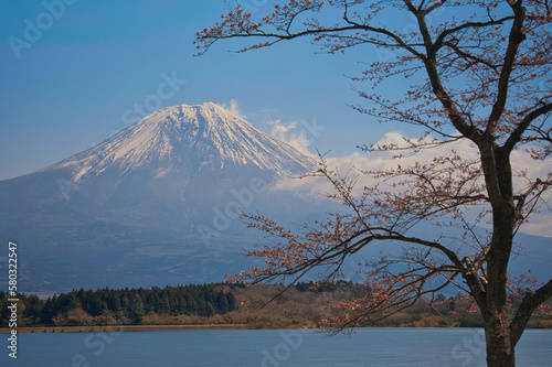 桜と富士山 © MJ