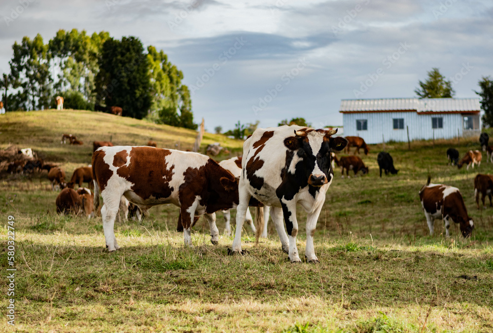 cows in a field cows in a field