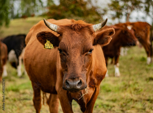 cow in the field