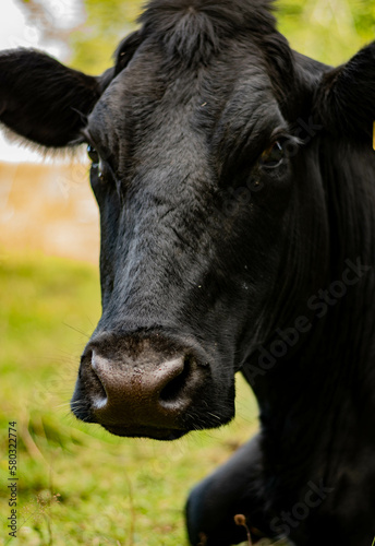 portrait of a cow