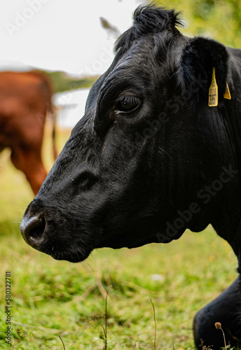 cow in a field