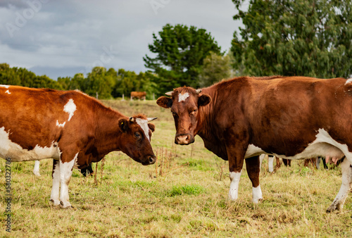 cows in the field © Sebastián