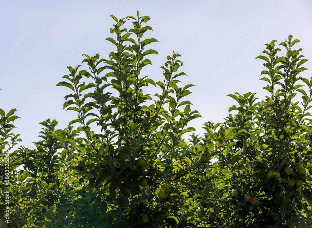 Apple orchard with a mature harvest of green apples Apple orchard with a mature harvest of green apples