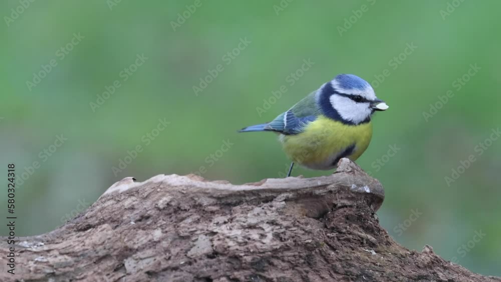 Blaumeise (Cyanistes caeruleu) Blaumeise (Cyanistes caeruleu)