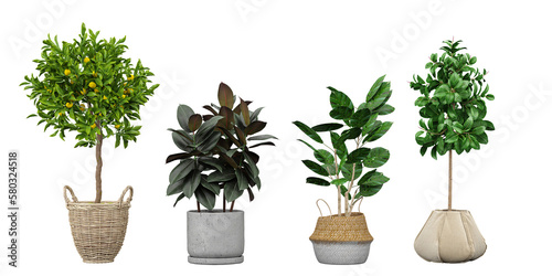 Set of beautiful plants in cane pots isolated on transparent background 3d render png tree
