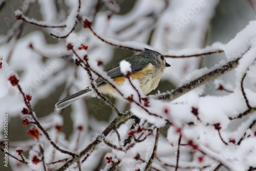 A Tufted Titmouse sits on the snow-covered branches of a budding maple tree. A Spring Snow fell overnight in Windsor in Upstate NY. Snow in Spring is not unusual for this part of the Country.