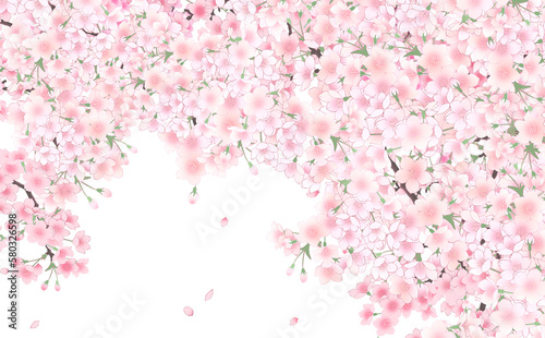 イラスト素材 満開の桜と花びら・大 -白背景- 色違い・差分あり